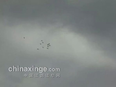 �ҵĸ��ӿ������з���(ͼ)