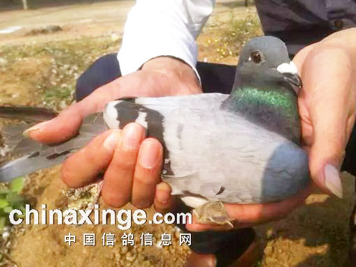 ��ս����ʦ������֪����Ҳ����(ͼ)