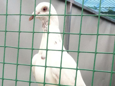 �Ҽҡ�ҩ���ӡ��׸�Ҳ�ܻ�(ͼ)