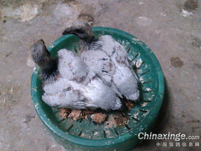 ����Ʒ������������³����׳�(ͼ)