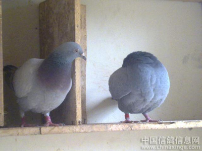 ��ɵ������Ӵ˹������Ҹ�����