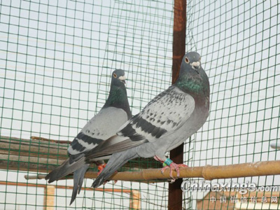 ����Ʒ������ĸ�������ĸ���(ͼ)