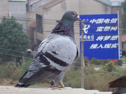 �����ӻع��� ���������ι黹