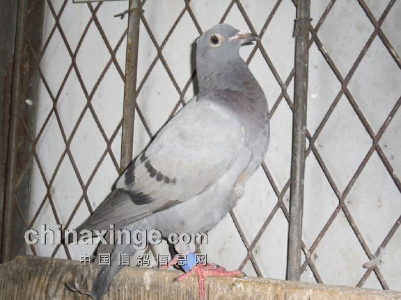 �＾ϣ������ϲ����ȴײ������(ͼ)