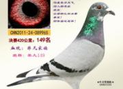 ���ӵ��Ŵ�(��)��˫ͷ��ĸ������