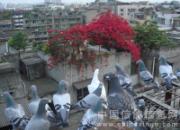 ˳�ﻰ���£������ڵ���ι����