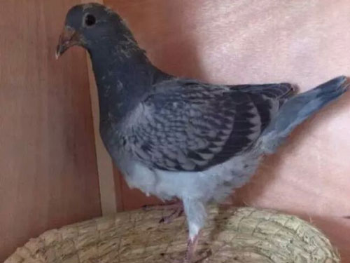 ���ͣ��ҵĽ��׻�Ѫ�׸�(ͼ)