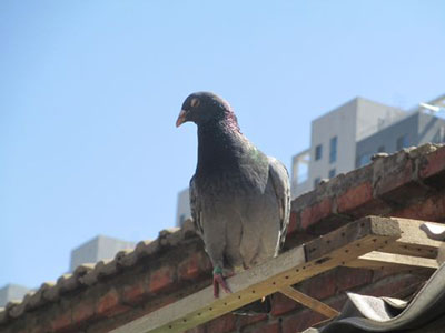 ��������С˵���ͣ�����Ѫ�Ÿ롷