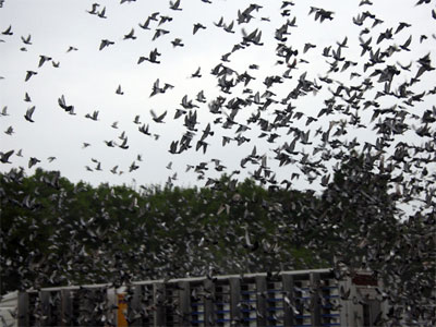 ����ʱ����³III�鳲�ҵ� �ٰ췽������(ͼ)