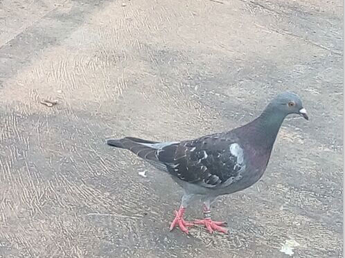 ��������������һǧ���