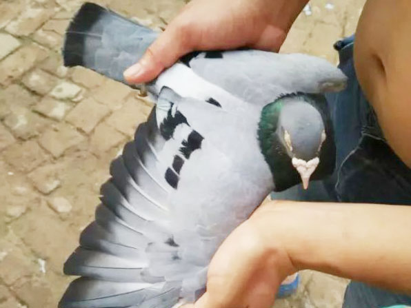 10���������ۣ��������ӡ��ָ�(ͼ)