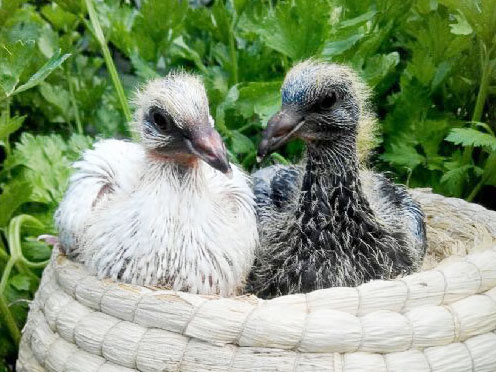 ����˲�䣺��Ѫ��ĳɳ���¼(ͼ)