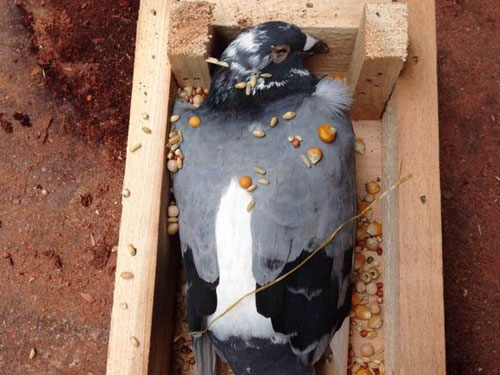 ����ľ�С����ᡱ��õĸ���