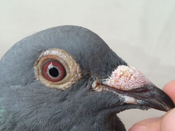 ������ѿ��֤���ȶ���������˵(ͼ)