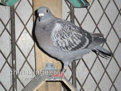 һ����̽�֣���������Ǻø룿(ͼ)