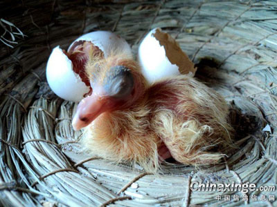 ���һ���׸� �ȵÿɰ�(ͼ)