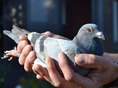 ����������򣺱���ʱ�Ǿ���II�ھ���¯  