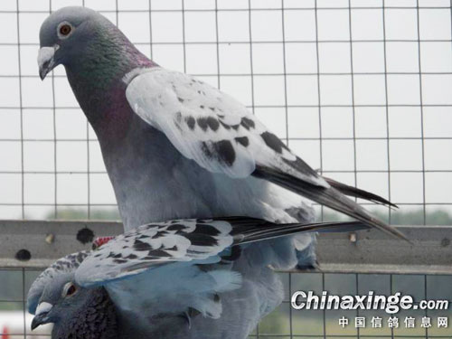 ������ʱ����ֻ��Ѫ��(ͼ)