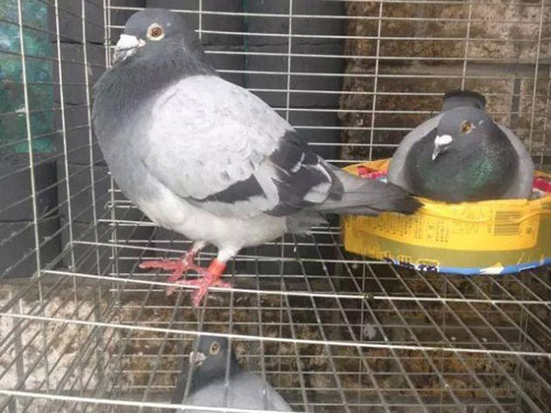 ������������ֻ��(ͼ)