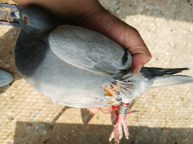 ���������رȼҷɴ��˹�(ͼ)