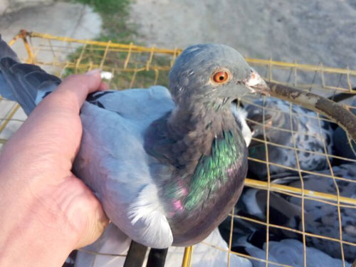 ëû�������5���ﵥֻѵ��(ͼ)