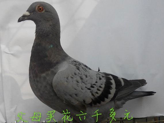 �Һ��ҵġ�˧�롱(ͼ)