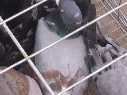 ���������ɫ������(ͼ)