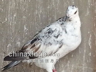 ����֮�֡��������뻨��������(ͼ)