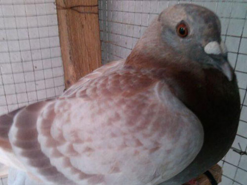 ������������Ϊ�ָ�(ͼ)