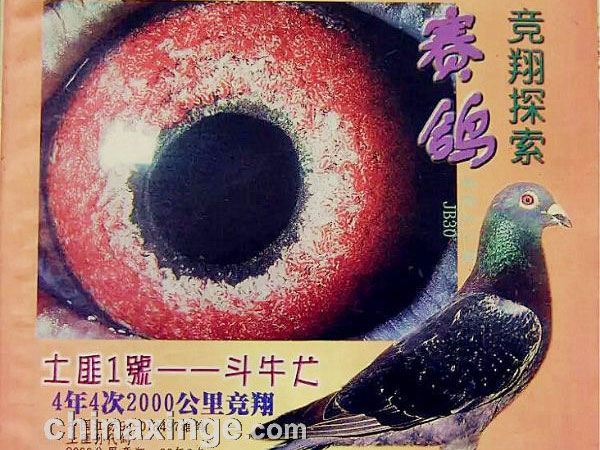 ������ɰϵ���۳�Զ����Ѫ��һ��(ͼ)