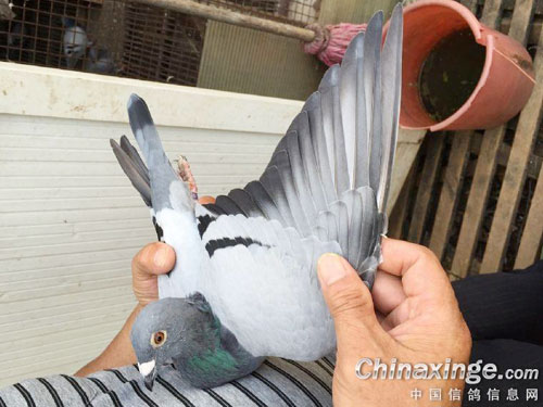 �Ϻ��󻧣������ڿɼҷ�90����(ͼ)