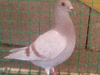 ��л����޳�����