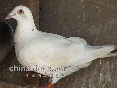 ��������桰���Ʒɡ���(ͼ)