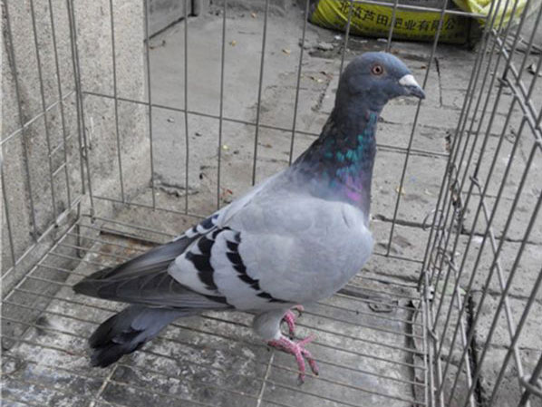 ��������룺���ϱ������ҳ���(ͼ)