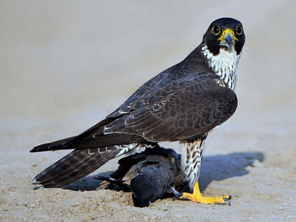 ����ս����磺���������ܷ����֣�(��)