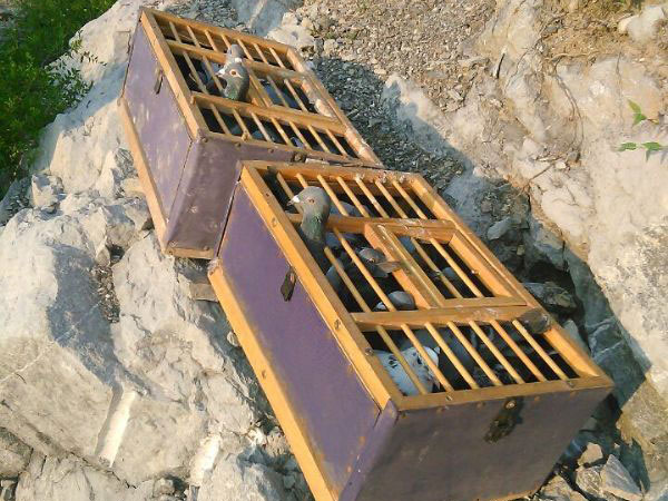 ���������룺ѵ�������ɽ��(ͼ)