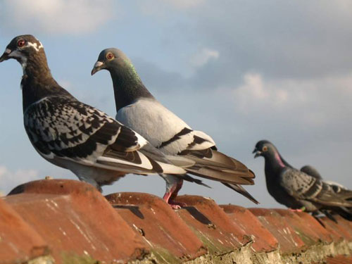 �����е��������䲻�����ż�