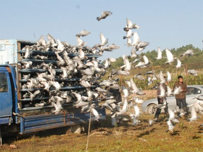 �ı��ո��ٹ��������ش����鳲�ʽ�50%