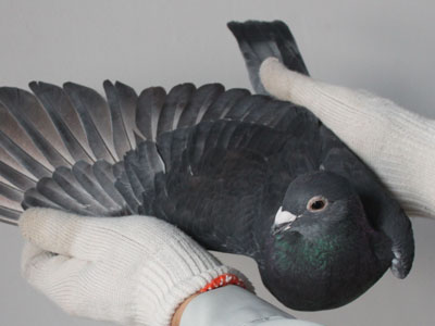 ��ʤ֮������Զ�̸�