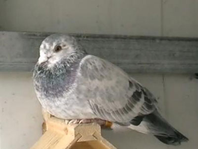 �ҵ�2015�＾ս��(��Ƶ)