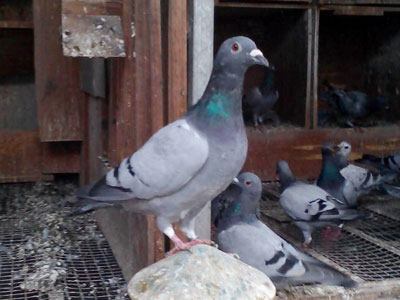 ��ͷ�壺��ʱ����������(ͼ)