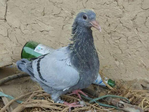 �׸������ֻ������ڣ�