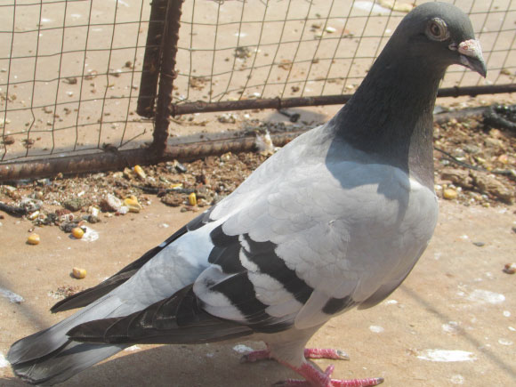 ���ӷɵú� ���кø�ɩ(ͼ)