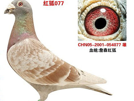 ����Ϊ�á��ø롱 ���˴�ɨ��������