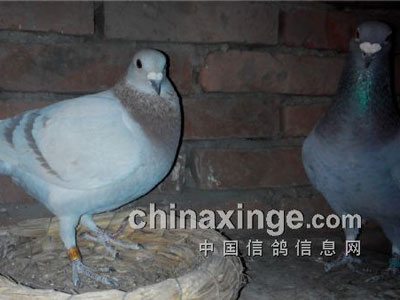 �ھ��븸ĸ�����¾Ʋ�