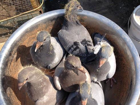 �����Ѳ� ɹɹ��ͼ(ͼ)