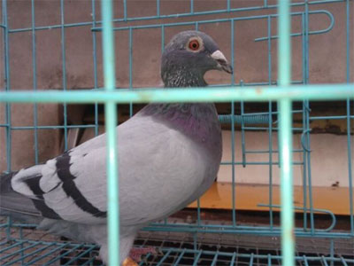 �������ĸ����������(ͼ)