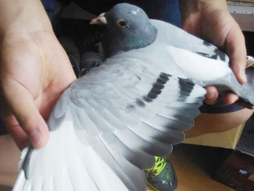 �ŷɵ��ر��׸��ܻؼ���ͼ)