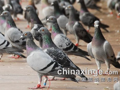 �����Ӧ�����ɫ�㻷���ĵ�ȷȷ�ǽ����㻷