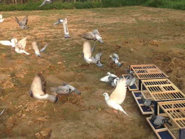 �������� ץ��ѵ��(ͼ)